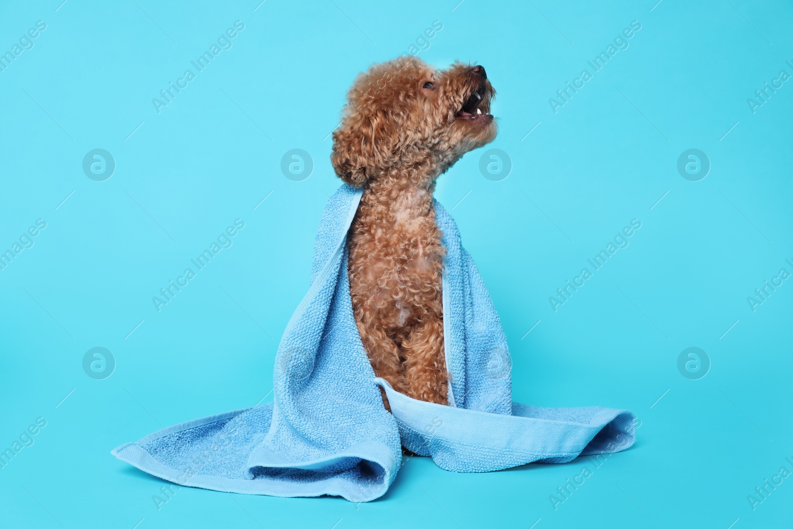 Photo of Cute Maltipoo dog wrapped in towel on light blue background