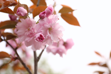 Closeup view of blossoming pink sakura tree outdoors