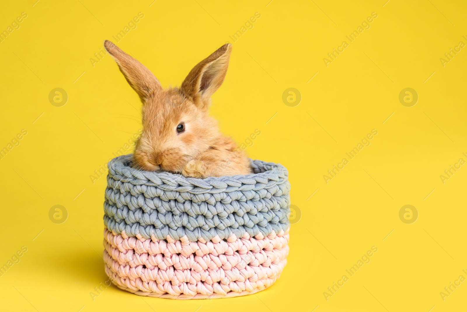 Photo of Adorable furry Easter bunny in basket on color background, space for text