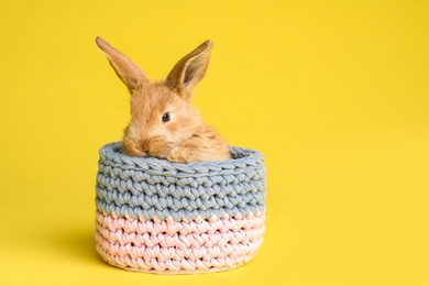 Adorable furry Easter bunny in basket on color background, space for text