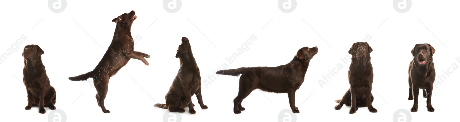 Image of Set of Chocolate Labrador Retriever dogs on white background. Banner design 