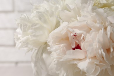 Photo of Beautiful white peonies on light background, closeup