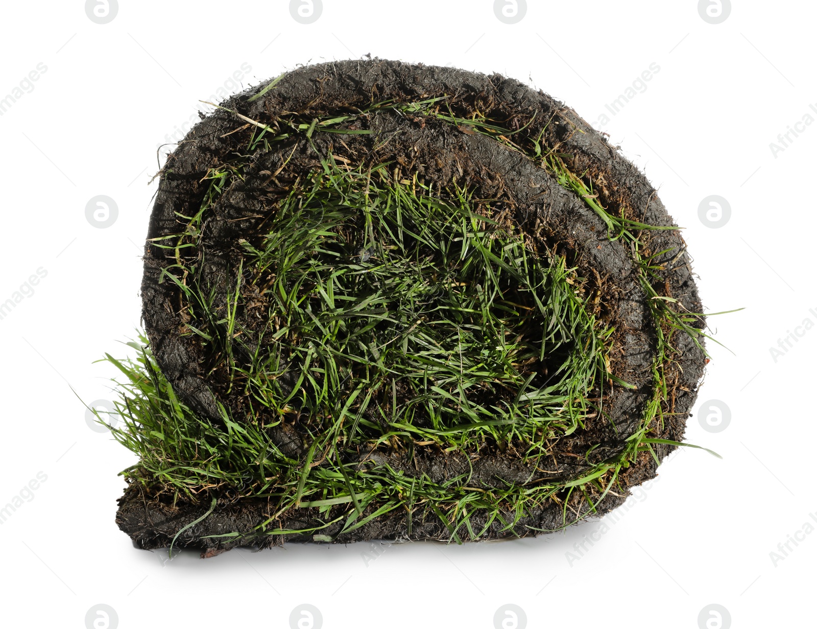 Photo of Roll of grass sod on white background