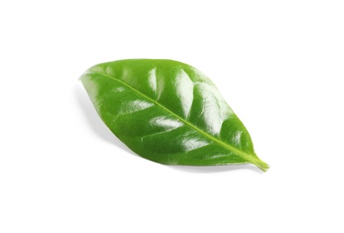 Photo of Fresh green coffee leaf isolated on white