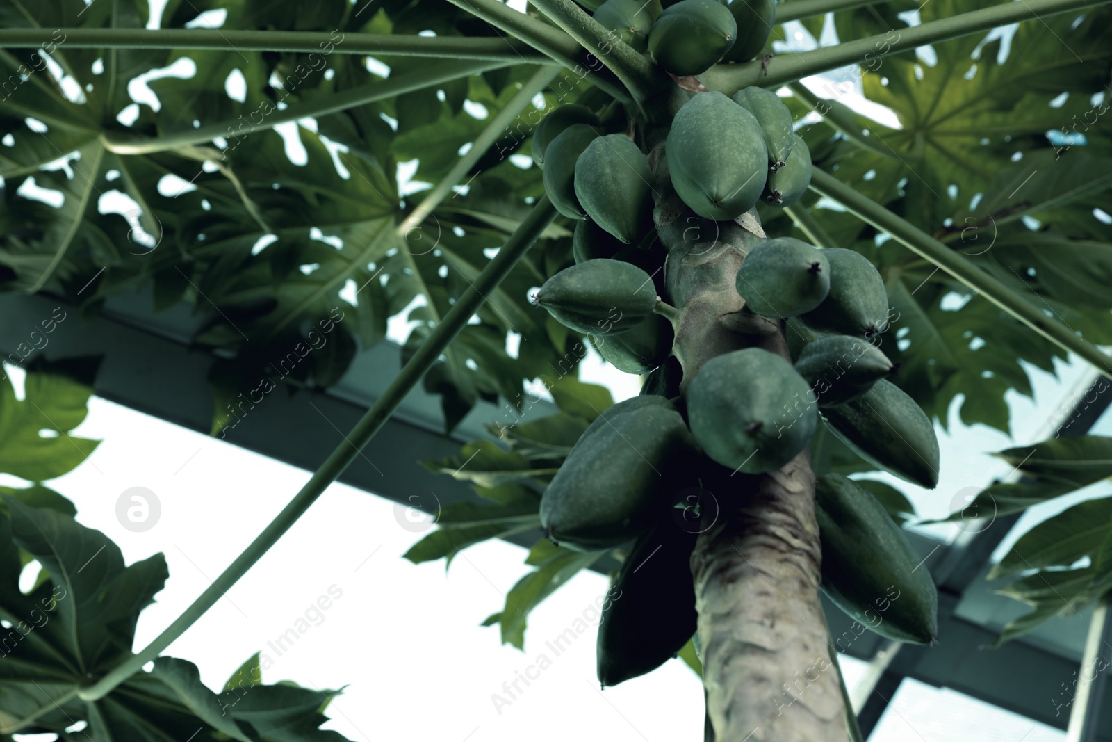 Photo of Unripe papaya fruits growing on tree outdoors, low angle view