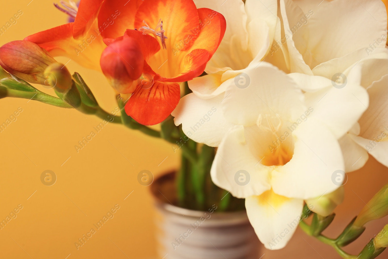 Photo of Beautiful freesia flowers, closeup