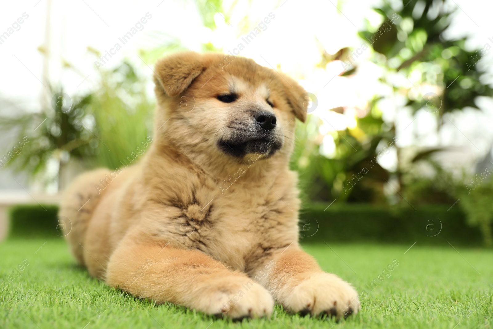 Photo of Cute Akita Inu puppy on green grass outdoors. Baby animal