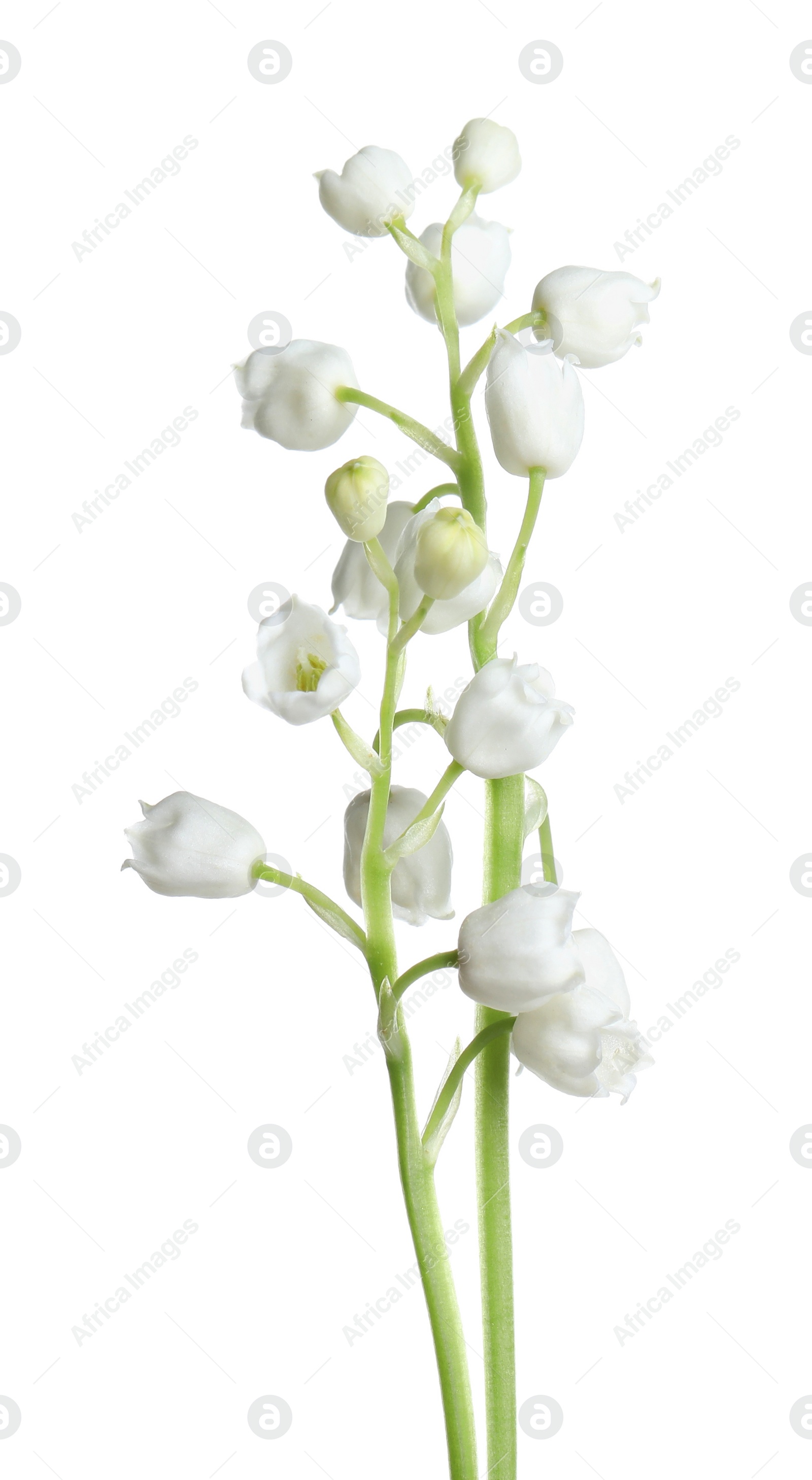 Photo of Beautiful lily of the valley flowers on white background