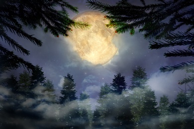 Fantasy night. Full moon in cloudy sky over fir forest, view through branches