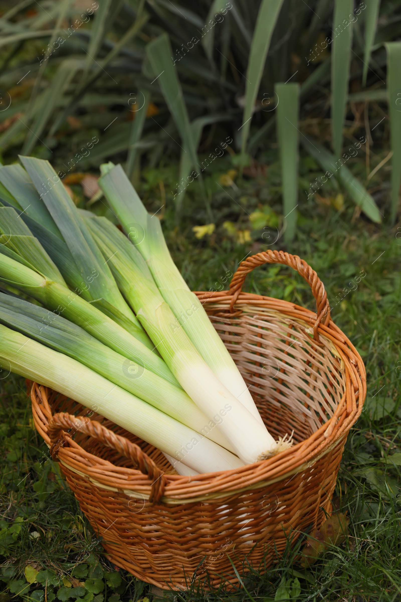 Photo of Fresh raw leeks in wicker basket on green grass outdoors