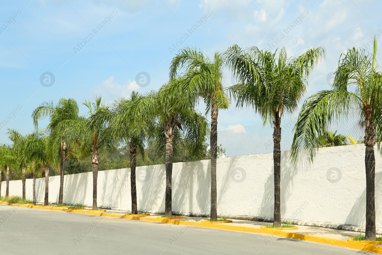 Photo of Beautiful palm trees growing near road in city