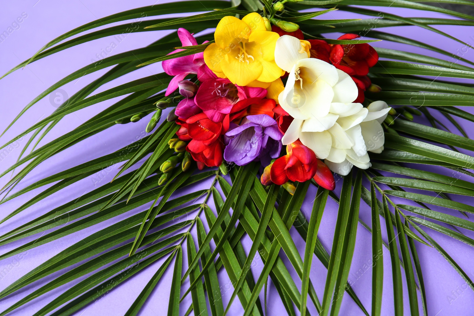 Photo of Beautiful freesia bouquet on color background