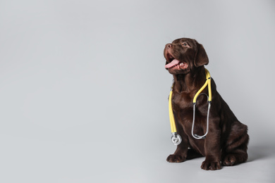 Photo of Cute Labrador dog with stethoscope as veterinarian on light grey background. Space for text