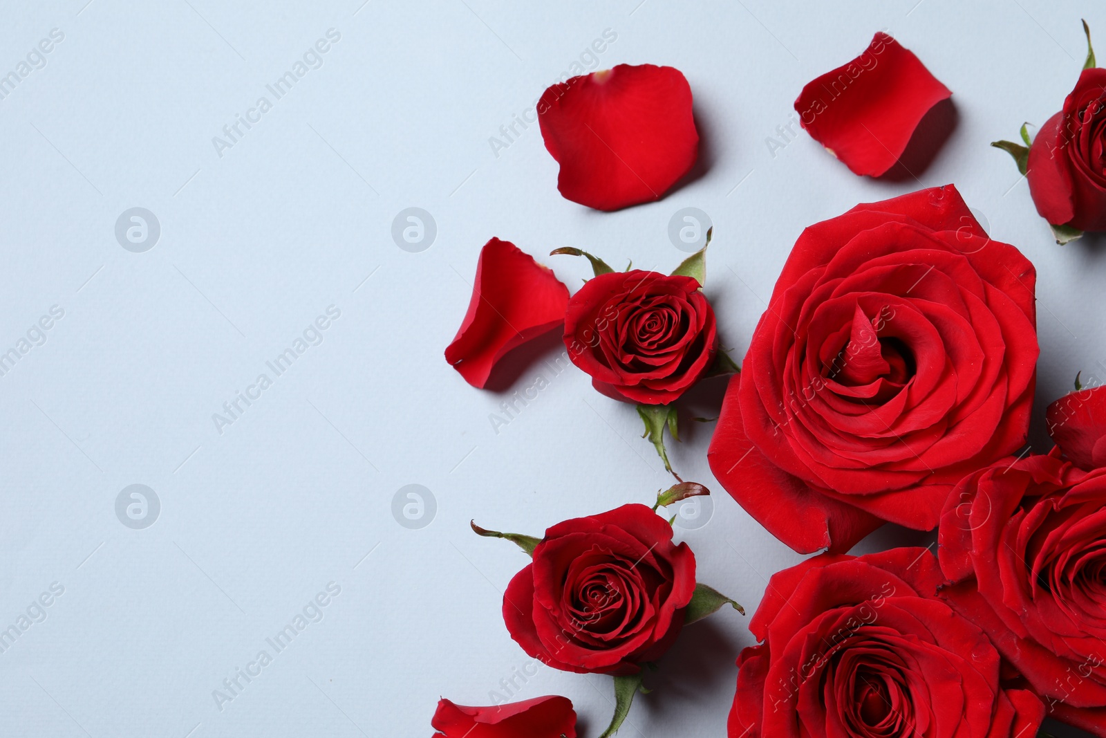 Photo of Beautiful red roses and petals on grey background, flat lay. Space for text