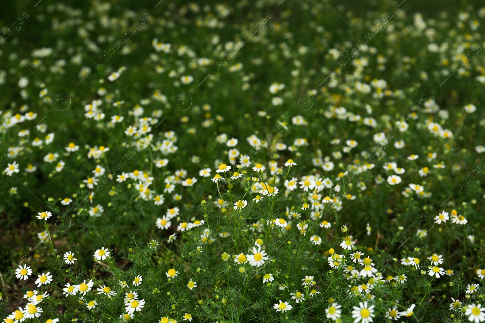 Photo of Many beautiful chamomile flowers growing in field