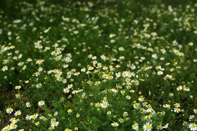 Photo of Many beautiful chamomile flowers growing in field