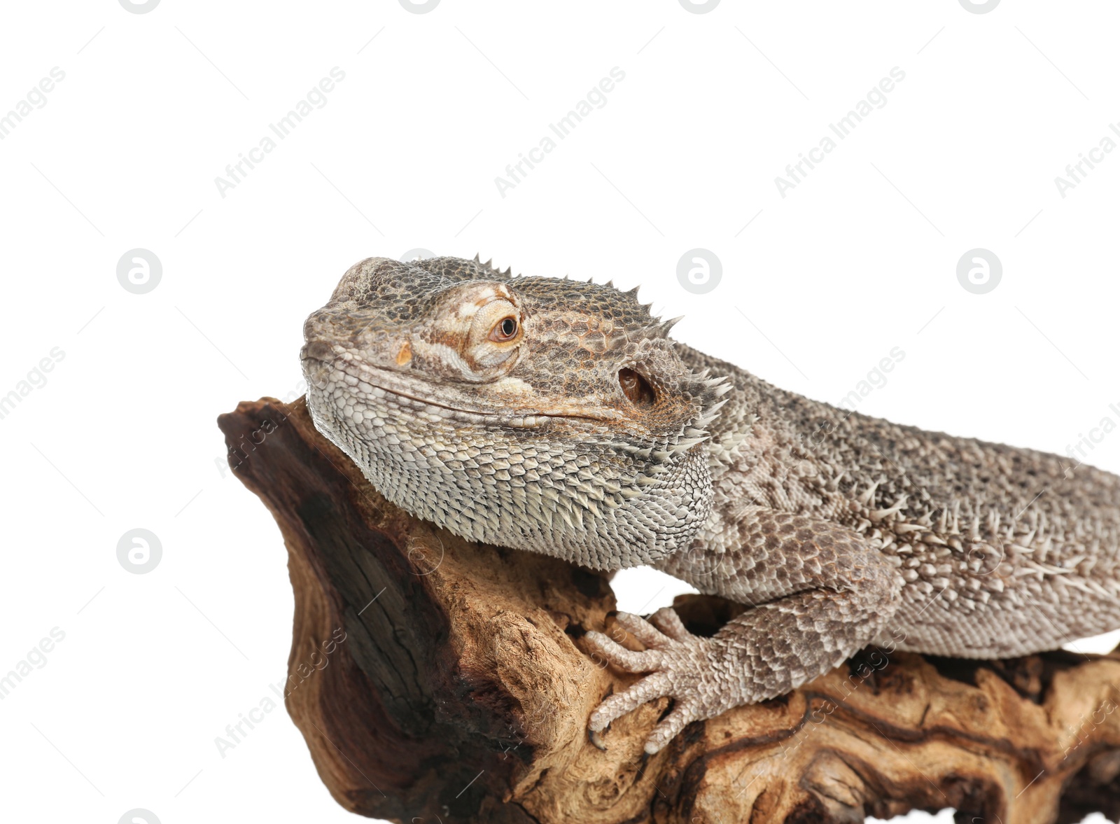 Photo of Bearded lizard (Pogona barbata) and tree branch isolated on white, closeup. Exotic pet