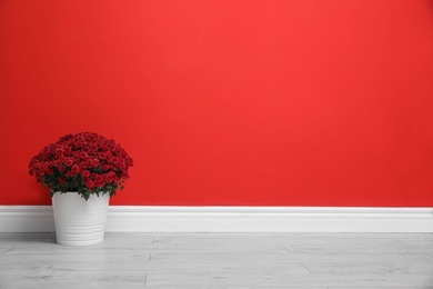 Pot with beautiful chrysanthemum flowers on floor against red wall. Space for text