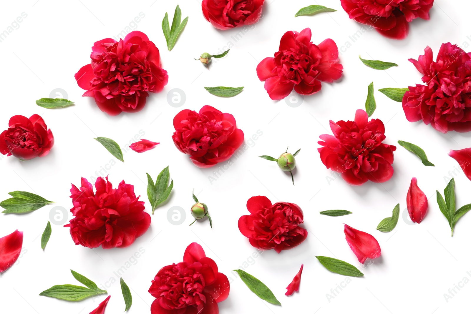 Photo of Flat lay composition with beautiful blooming peonies on white background