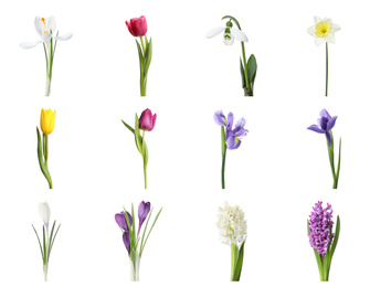 Image of Collage with beautiful spring flowers on white background.