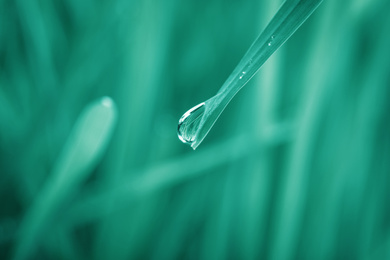 Image of Water drop on grass blade against blurred background, closeup. Toned in green