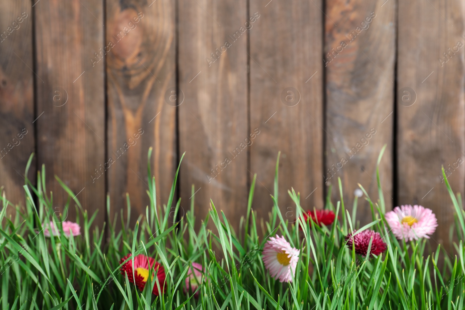 Photo of Vibrant green grass with beautiful flowers against wooden background, space for text