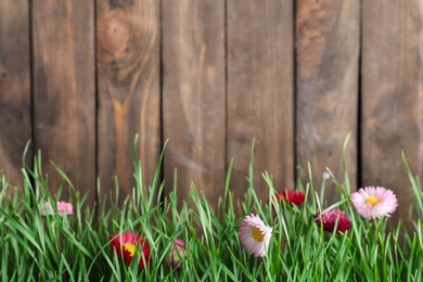 Vibrant green grass with beautiful flowers against wooden background, space for text