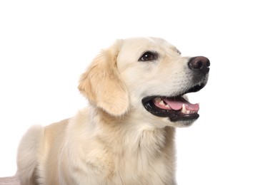 Photo of Cute Labrador Retriever showing tongue on white background