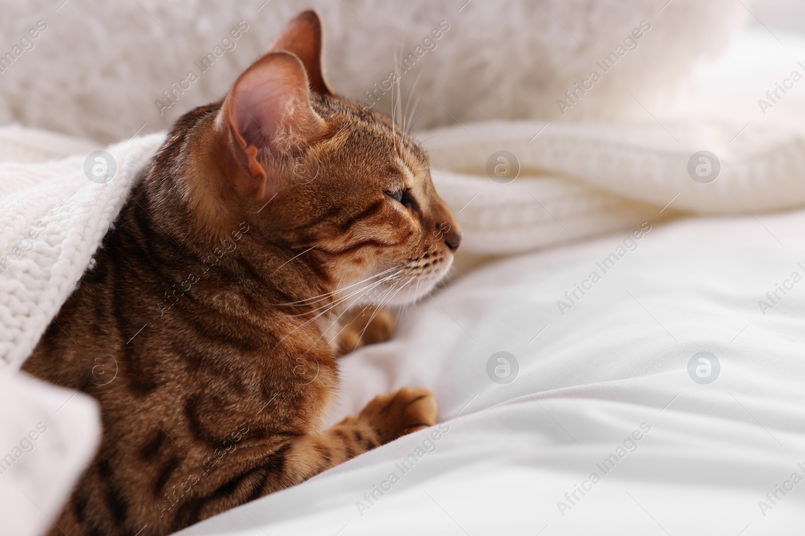 Photo of Cute Bengal cat lying on bed at home, closeup and space for text. Adorable pet