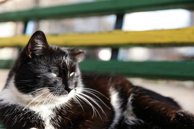 Photo of Homeless cat  lying on bench outdoors, closeup. Abandoned animal