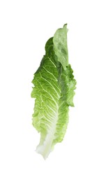 Photo of Fresh leaf of green romaine lettuce isolated on white