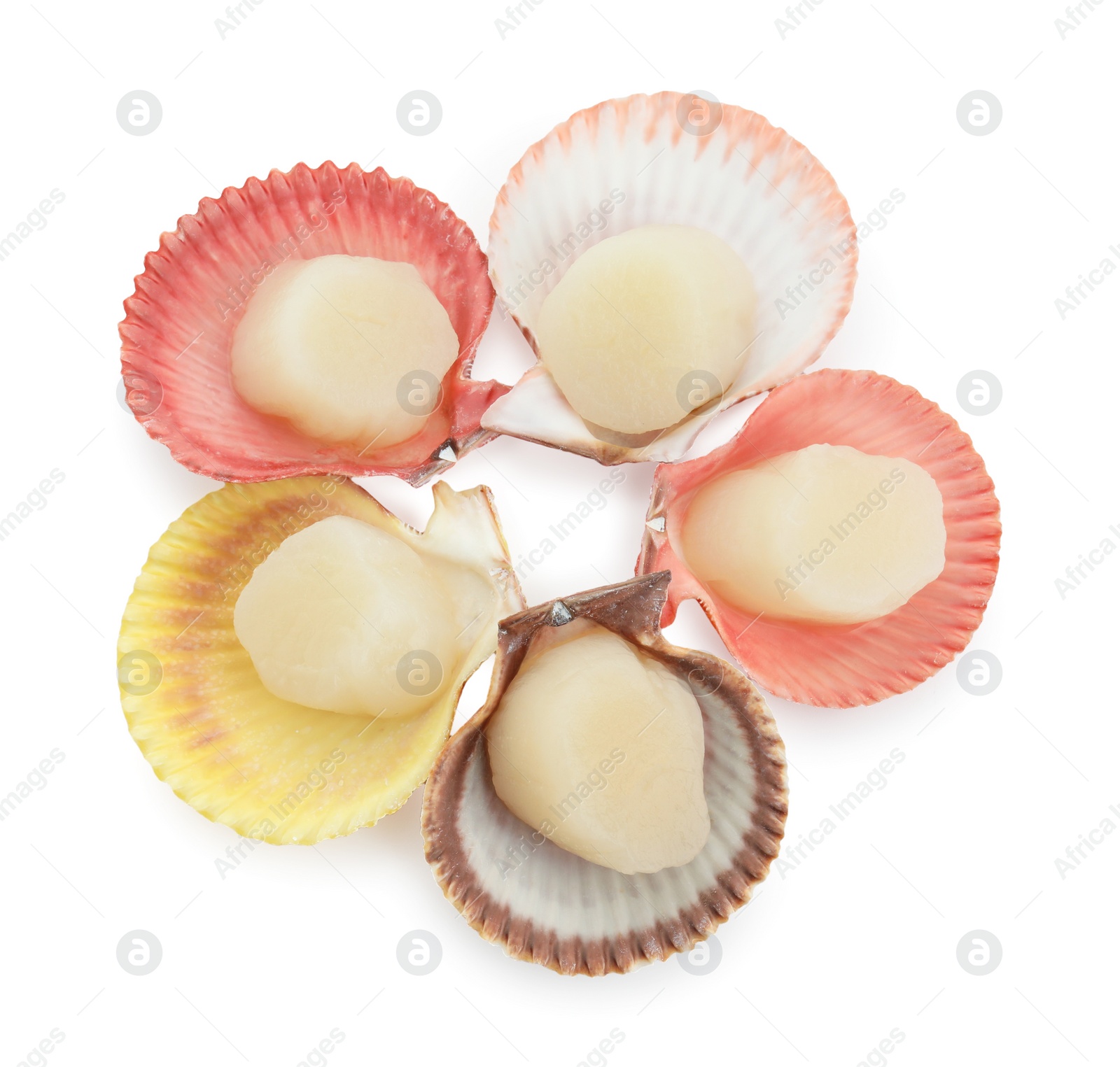Photo of Many fresh raw scallops in shells isolated on white, top view