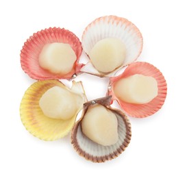 Many fresh raw scallops in shells isolated on white, top view