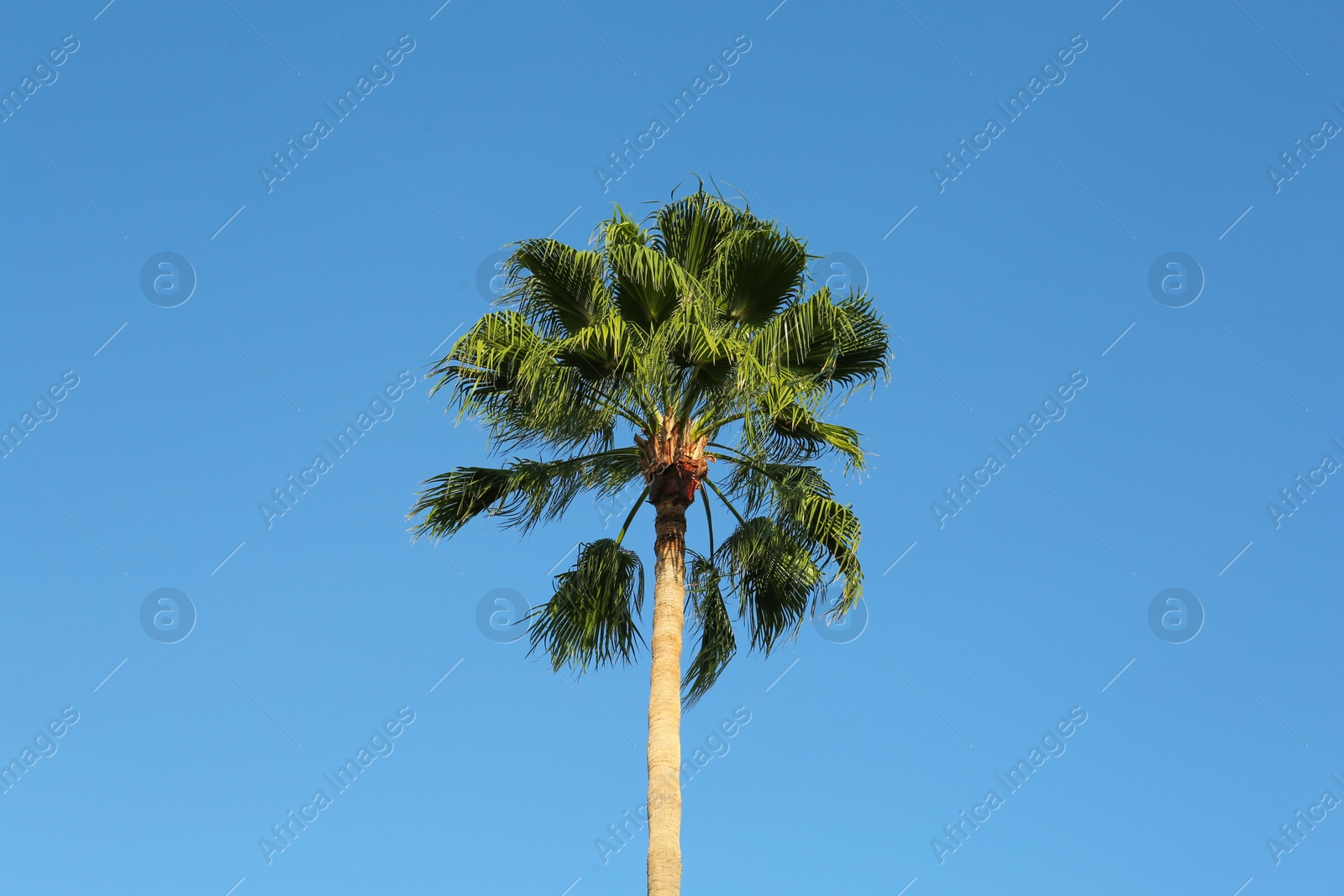 Photo of Beautiful palm tree against blue sky outdoors