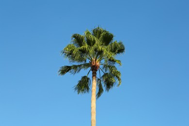 Beautiful palm tree against blue sky outdoors