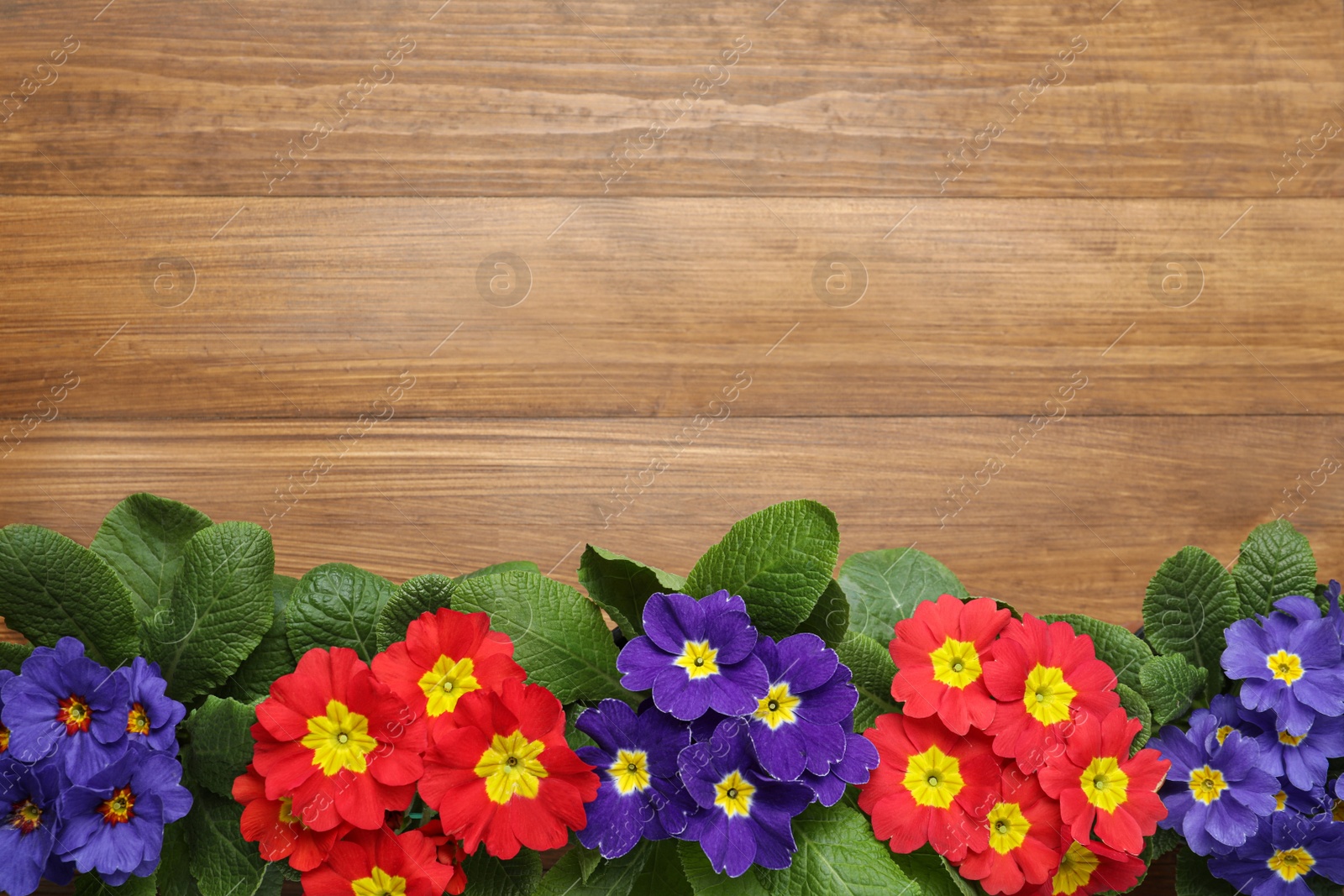 Photo of Beautiful primula (primrose) flowers on wooden background, flat lay with space for text. Spring blossom