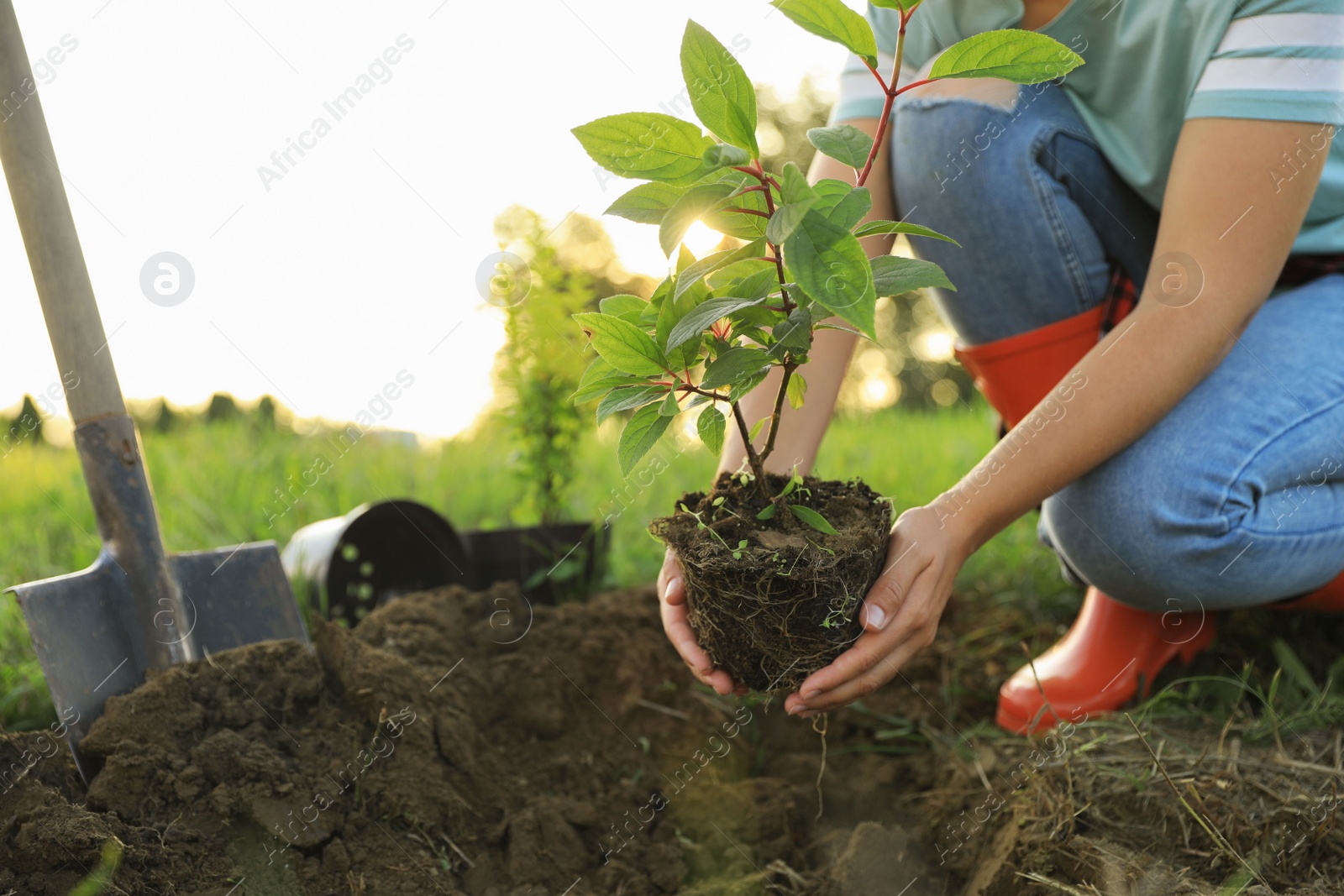 Photo of Young woman planting tree in countryside, closeup