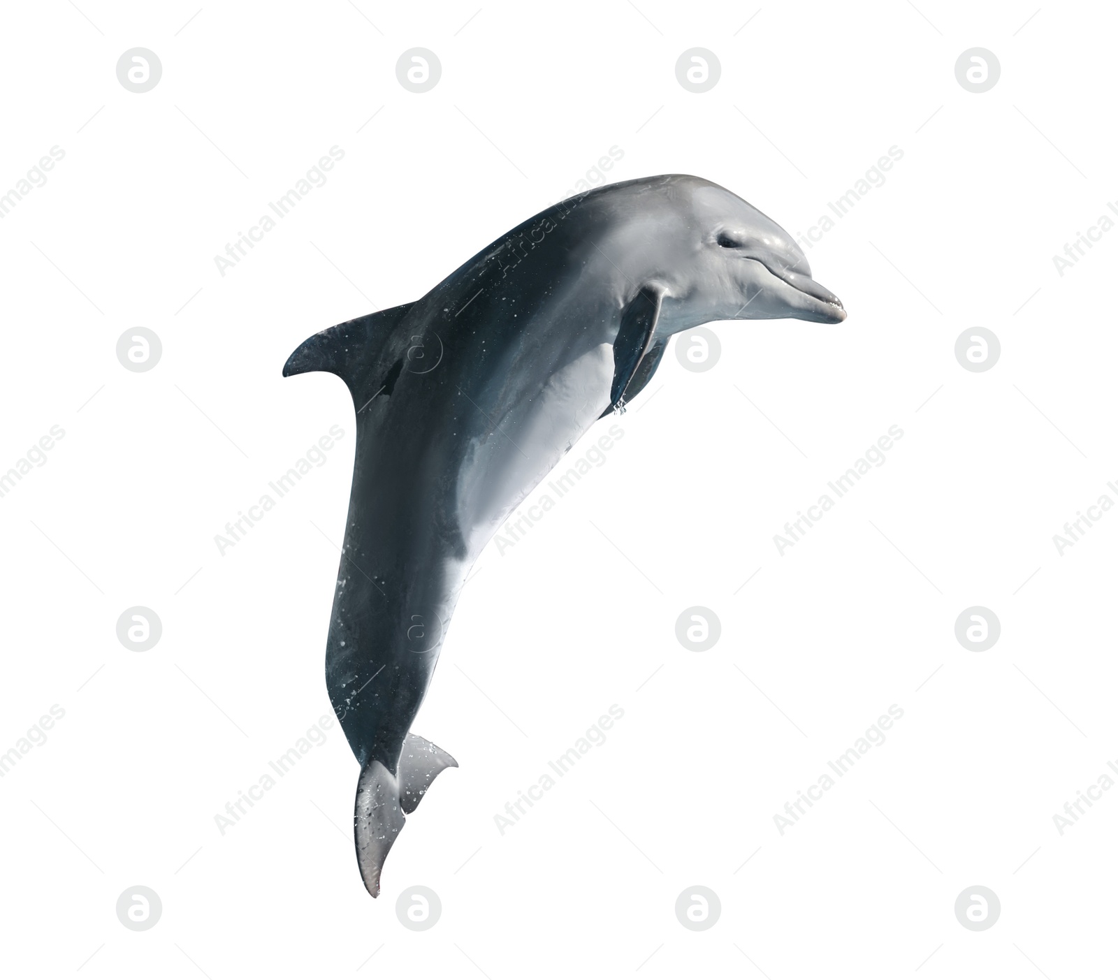 Image of Beautiful grey bottlenose dolphin on white background