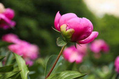 Photo of Beautiful pink peony bud outdoors, closeup view