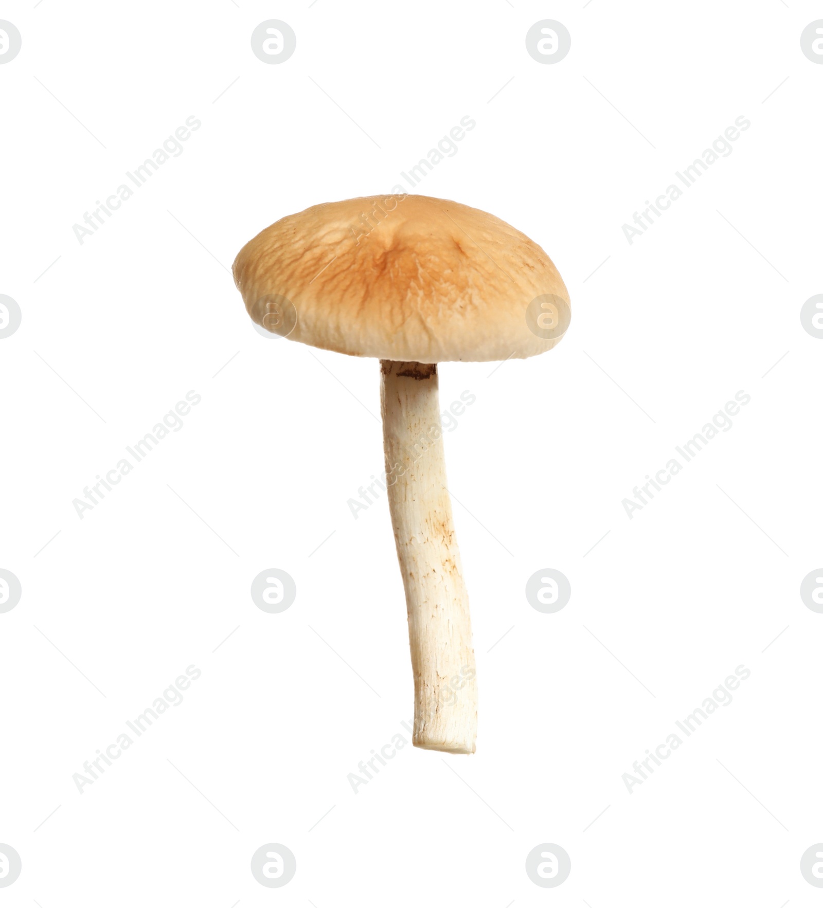 Photo of Fresh wild pioppini mushroom isolated on white