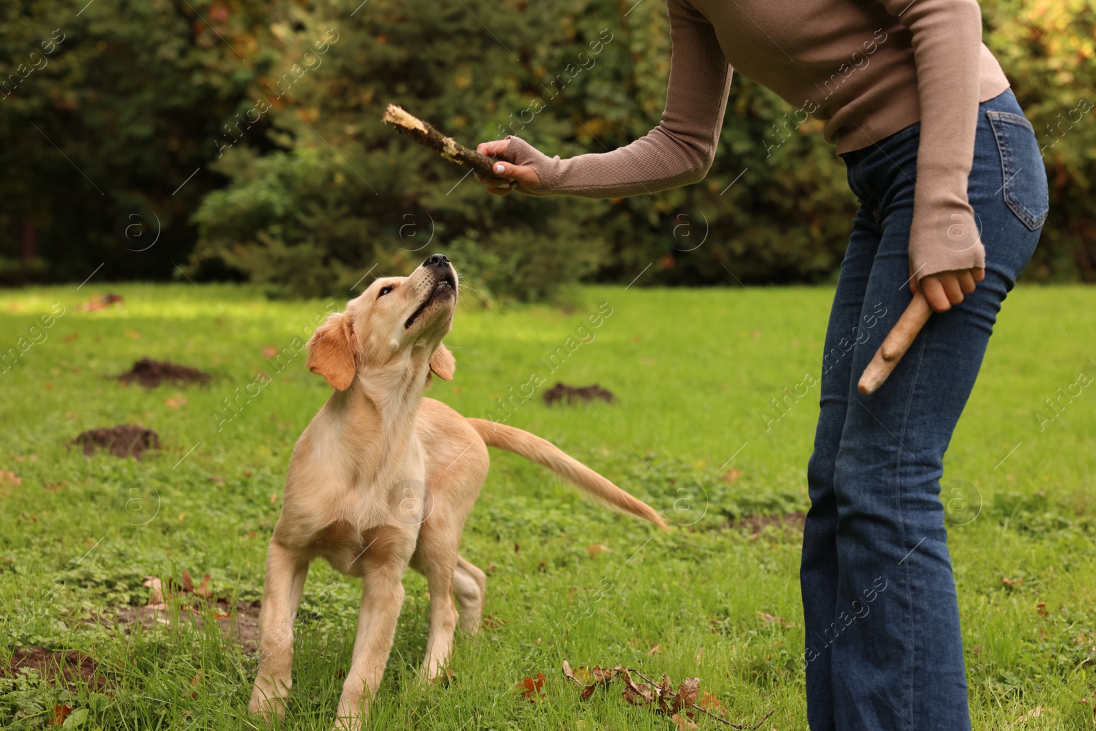 Photo of Woman playing with adorable Labrador Retriever puppy on green grass in park, closeup