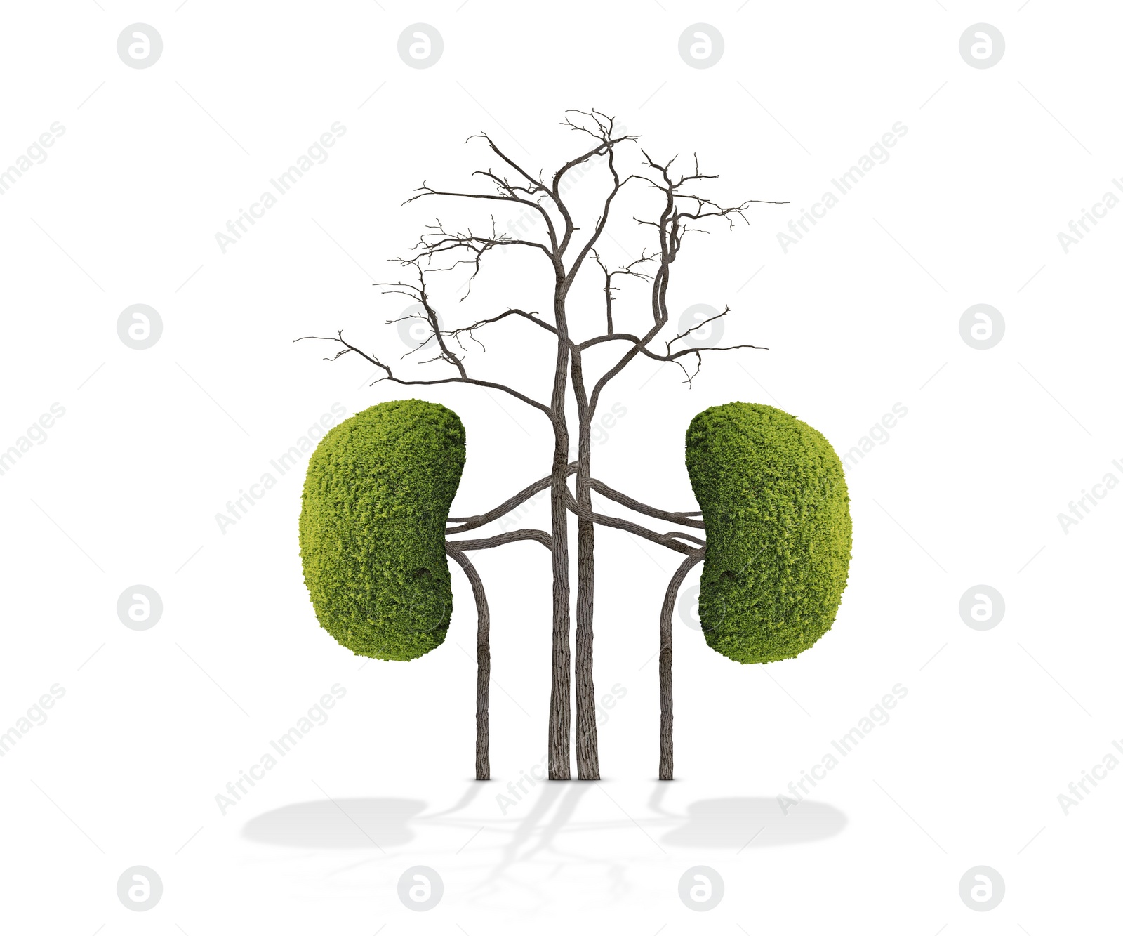 Image of Human kidneys model made of trees with green leaves on white background. Health care concept