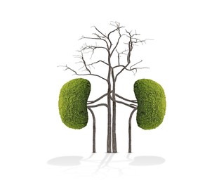 Human kidneys model made of trees with green leaves on white background. Health care concept