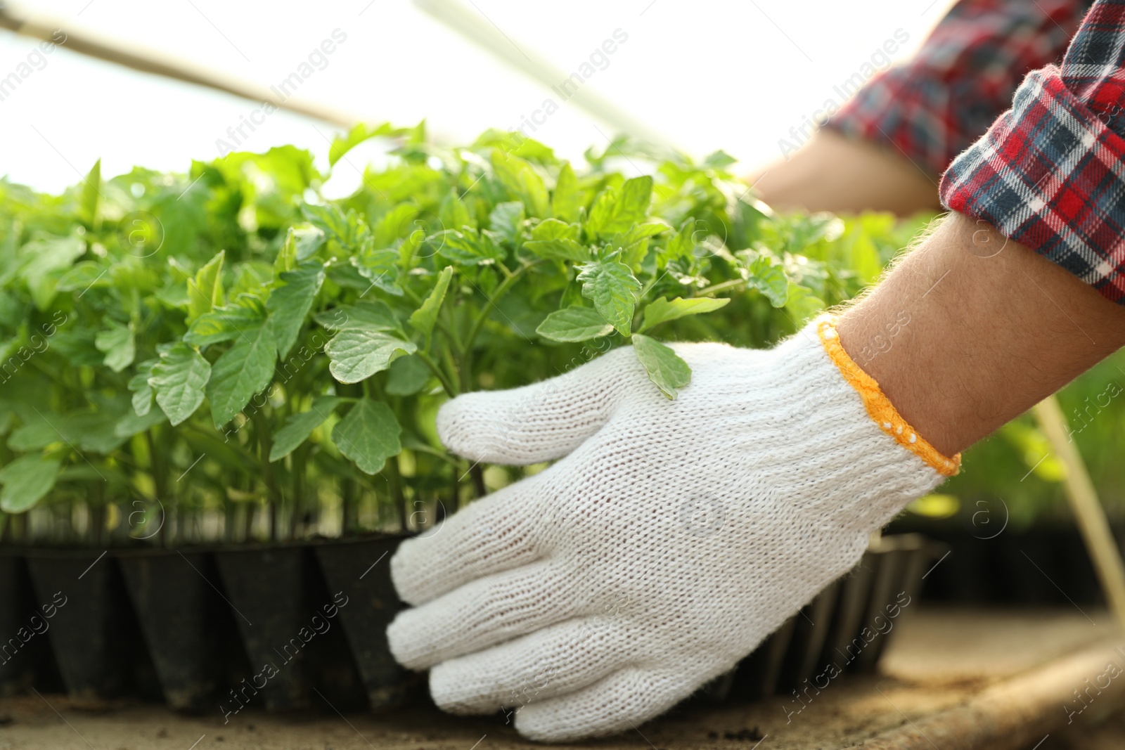 Photo of Man taking seedling tray with young tomato plants from table, closeup