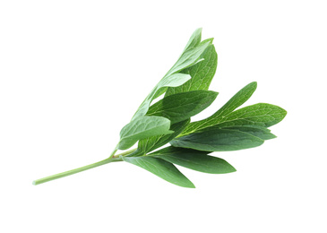 Fresh leaves of peony plant isolated on white