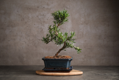 Photo of Japanese bonsai plant on grey stone table. Creating zen atmosphere at home