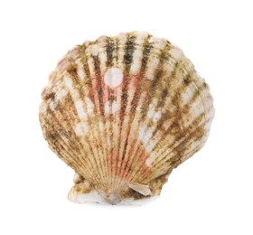 Photo of Fresh closed scallop isolated on white, top view