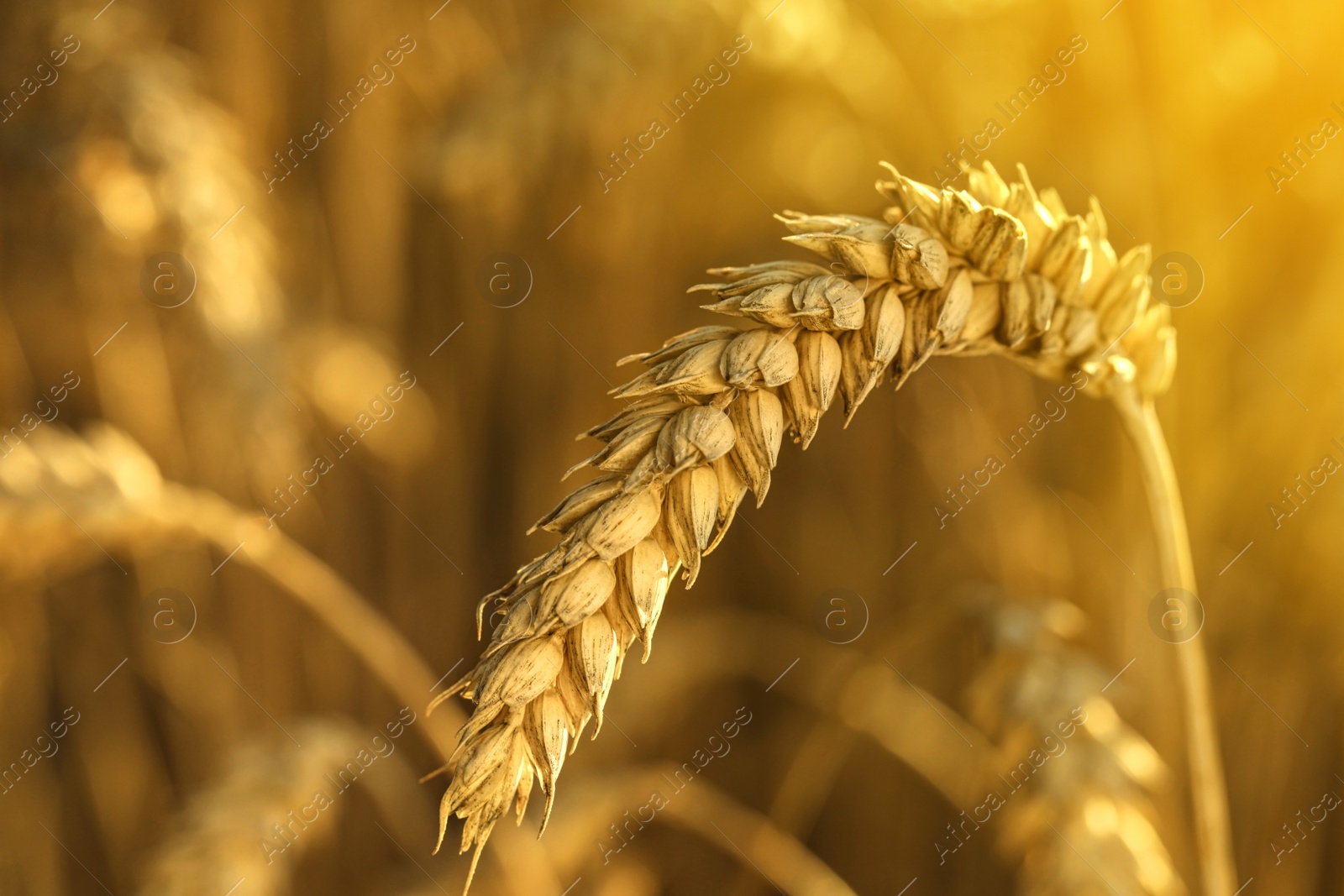 Photo of Ripe wheat spike in agricultural field on sunny day, closeup