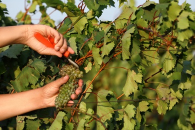 Photo of Man cutting bunch of fresh ripe juicy grapes with pruner outdoors, closeup