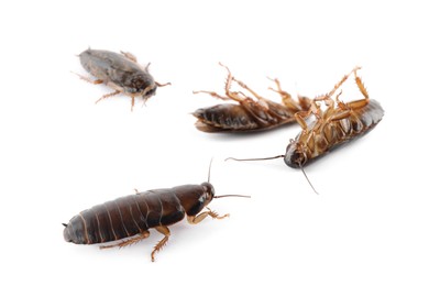 Group of brown cockroaches on white background. Pest control